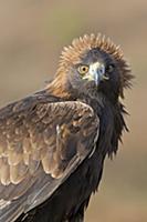 Golden Eagle (Aquila chrysaetos) adult, portrait w