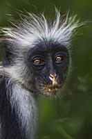 Zanzibar Red Colobus (Procolobus kirkii) juvenile,