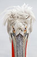 Dalmatian Pelican (Pelecanus crispus), Lake Kerkin