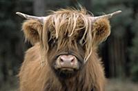 Domestic Cattle (Bos taurus), Highland breed, head