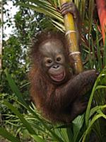 Orangutan (Pongo pygmaeus) young smiling while cli