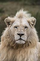 African Lion (Panthera leo) male, bred with half w