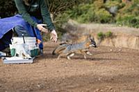 Santa Catalina Island Fox (Urocyon littoralis cata