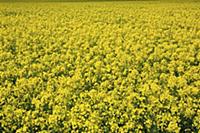 England, West Sussex, Arundel, field of bright yel