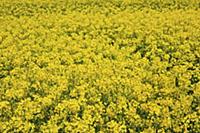 England, West Sussex, Arundel, field of bright yel