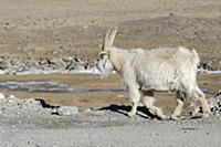 China, Tibet, Old Tibetan goat is wandering on a m