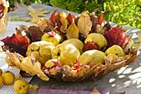 Quinces in bowl made of autumn leaves