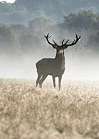 Олени в Richmond Park, Лондон