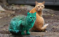 Зеленый кот бродит по улицам Варны