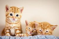 Котята предсказывают пол королевского ребенка