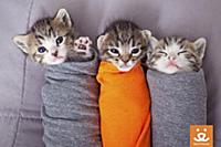 Котята рассказывают о приютах для животных
