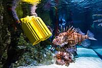В лондонском аквариуме Sealife установили модель Lego