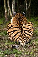 Подборка фотографий амурских тигров