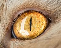 Кошачий глаз