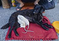 Крысы играют с собакой на улице Кракова