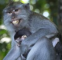 Mandatory Credit: Photo by Adhi Prayoga/Solent New