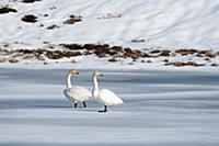 Two swans, Ostadvatnet frozen lake, Lofoten Island