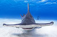 Underwater view of great hammerhead shark swimming