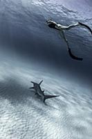Underwater view of great hammerhead shark and fema