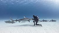 Underwater view of male scuba diver with tiger sha