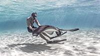 Underwater view of southern stingray interacting w