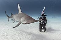 Underwater view of great hammerhead shark and fema