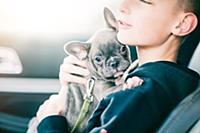 Boy carrying puppy inside car