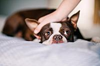 Pet dog being stroked on bed