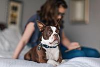 Pet dog on bed, girl using smartphone in backgroun