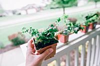 Hand holding pot of ivy