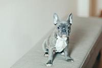 Portrait of French Bulldog puppy