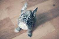 Portrait of French Bulldog puppy