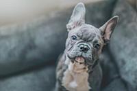 Portrait of French Bulldog puppy