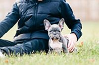 Boy playing with puppy on grass