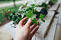Hand touching ivy leaf