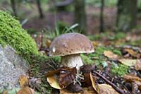Boletus (mushroom) in moss and foliage