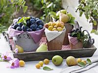 Still life with plums, mirabelles, pears and black