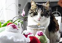 DEJE, SWEDEN 2015-04-29
Melvin the cat is a notori
