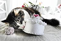 DEJE, SWEDEN 2015-04-29
Melvin the cat is a notori