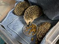 LILLA  EDET 2015-07-29
 The “Hedgehog Hospital” t