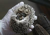 LILLA  EDET 2015-07-29
 The “Hedgehog Hospital” t
