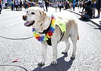 Participants of the annual gay pride parade march 