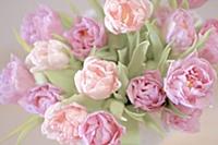 Looking down on a bouquet of tulips.