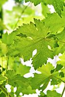 Grape leaf close-up