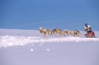 Франция, Пиренеи. Гонка ездовых собак.
