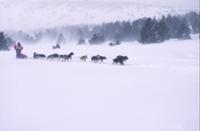Франция, Пиренеи. Гонка ездовых собак.