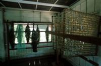 Ферма по разведению тутового шелкопряда (Angkor Si