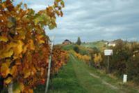 Штирия (Styria) - один из австрийских винодельческ