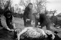 Подборка черно-белых фотографий сельской жизни в о