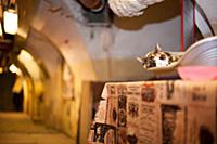Кот спит. Легендарный эрмитаж уникален не только с